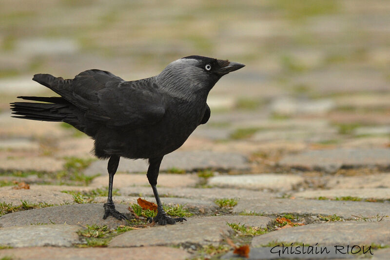 Western Jackdaw