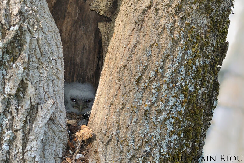 Tawny OwlPoussin