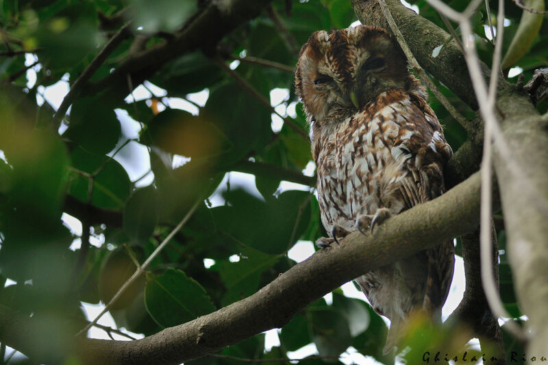 Tawny Owladult