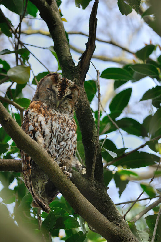 Tawny Owladult