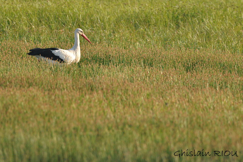 Cigogne blanche