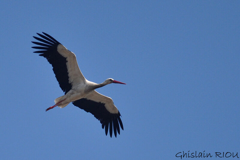 White Stork