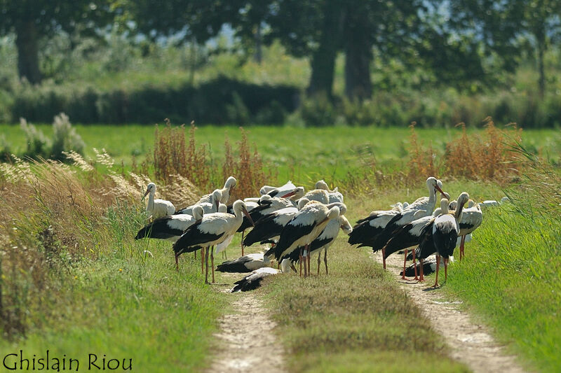 White Stork