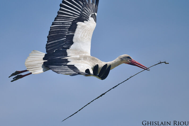 Cigogne blanche