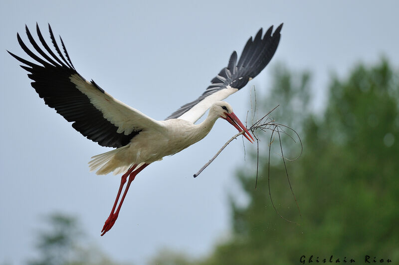 White Storkadult