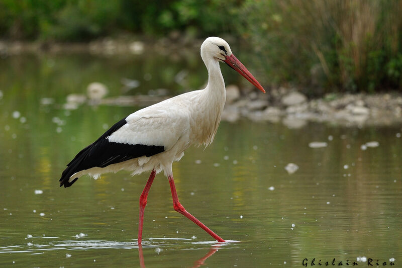 Cigogne blancheadulte