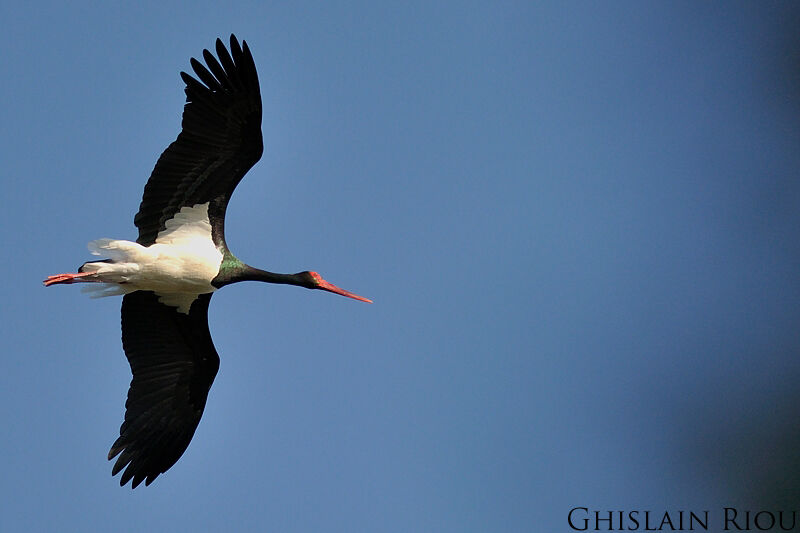 Cigogne noire