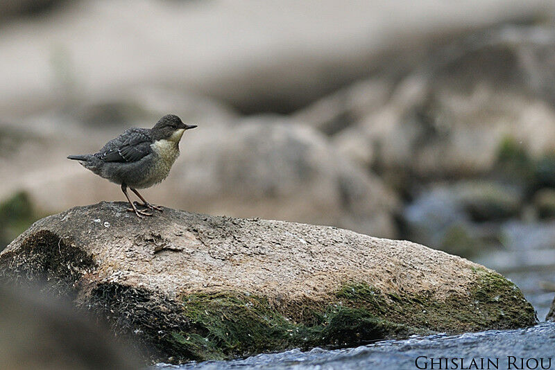 White-throated Dipperjuvenile