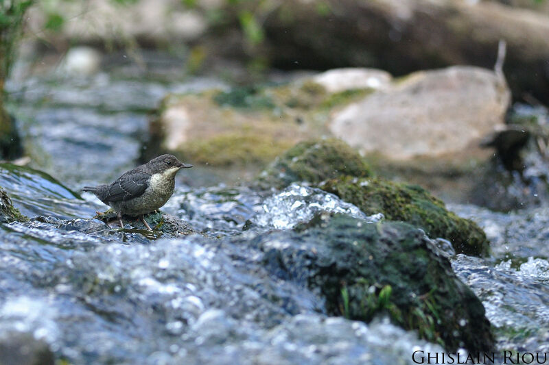 White-throated Dipperjuvenile