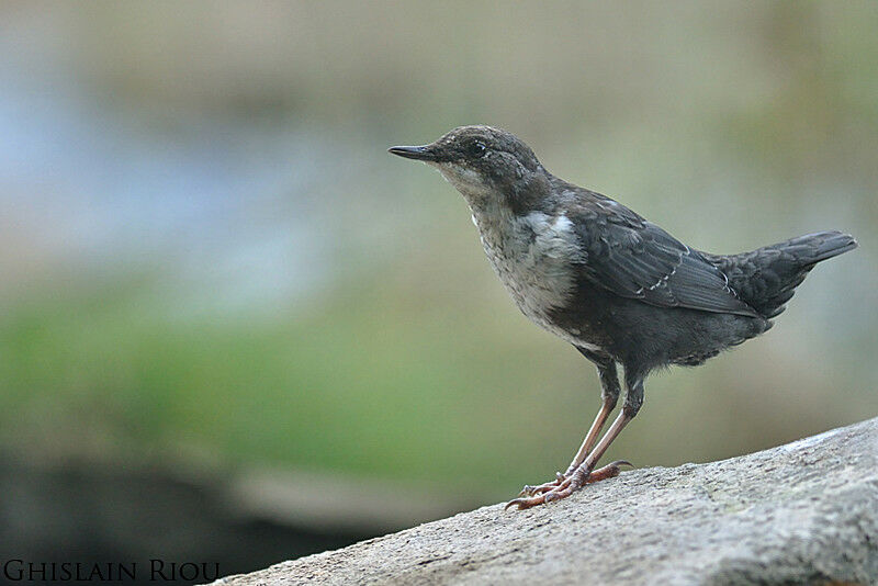 White-throated Dipper