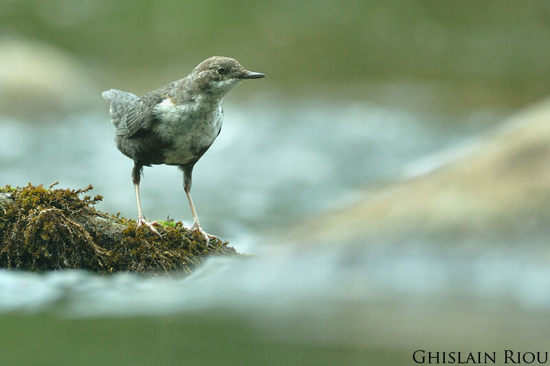 White-throated Dipper