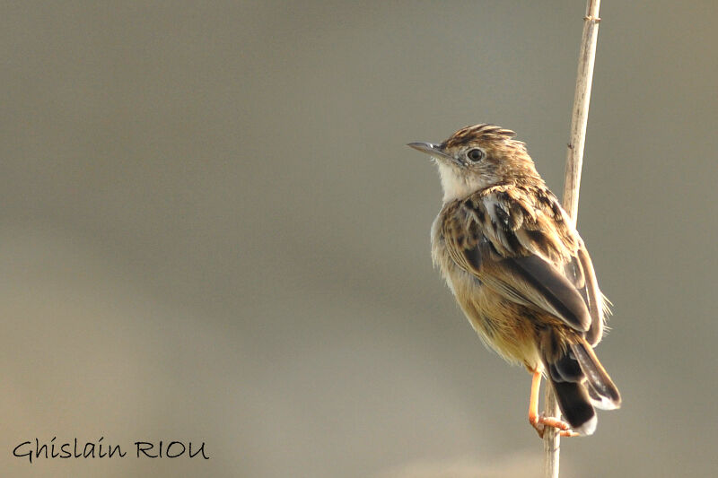 Zitting Cisticola