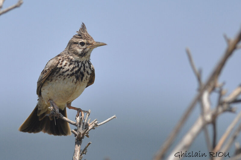 Cochevis huppé