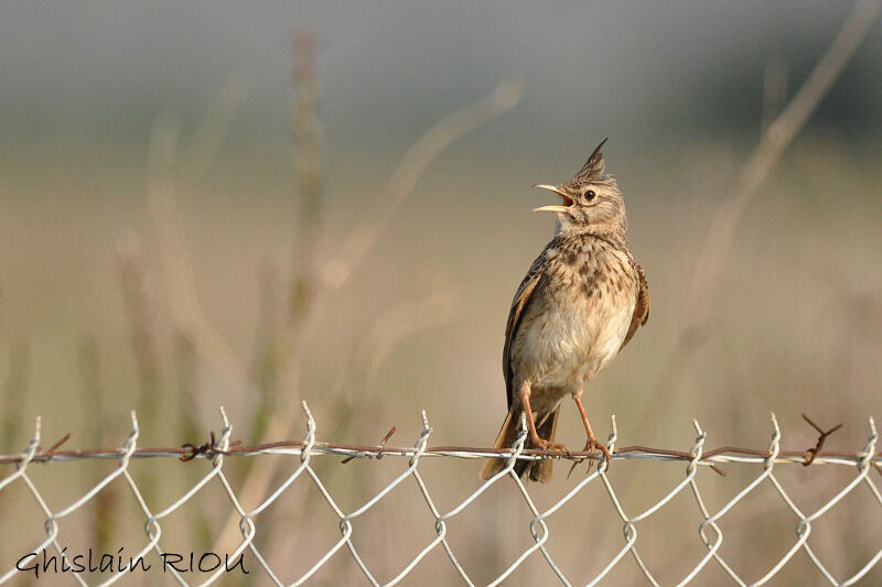 Cochevis huppé