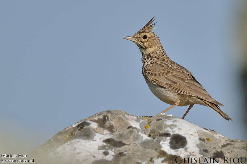 Cochevis huppéadulte, identification