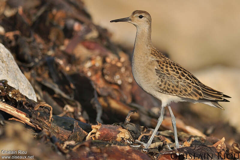 Ruffjuvenile, identification