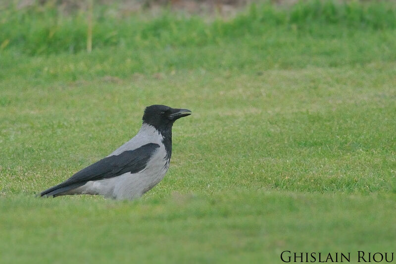 Hooded Crow