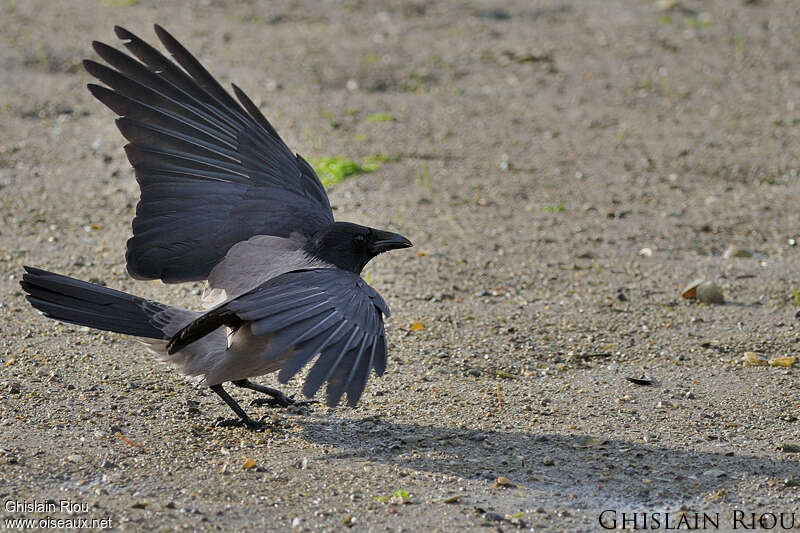 Hooded Crowadult, Behaviour