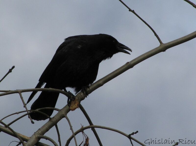 Corneille noire