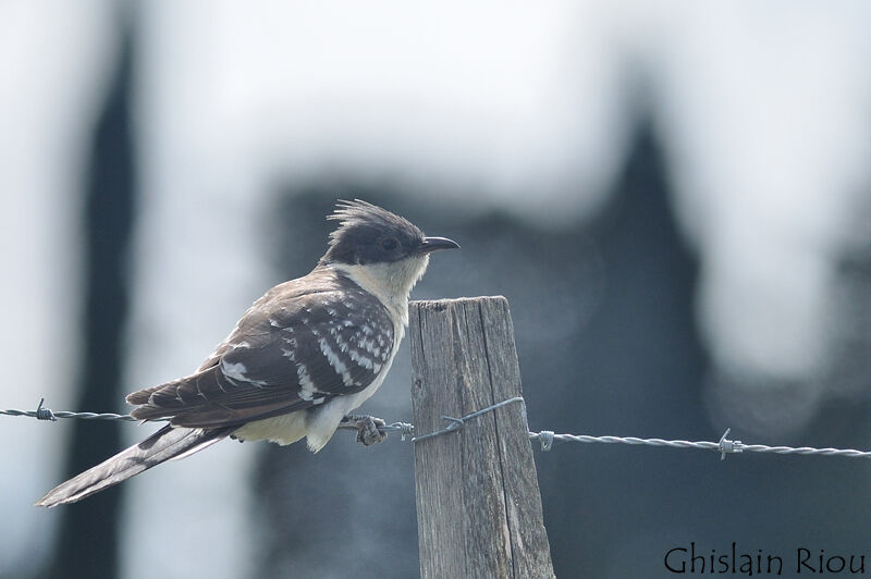 Great Spotted Cuckoo