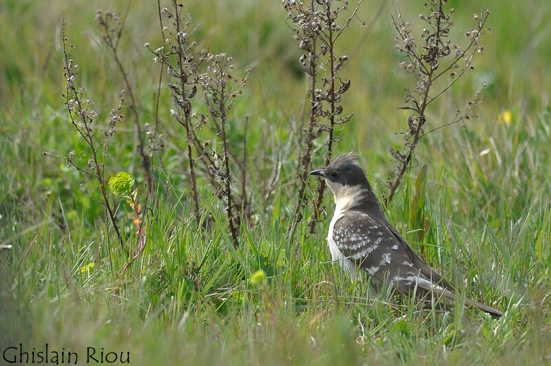 Great Spotted Cuckoo