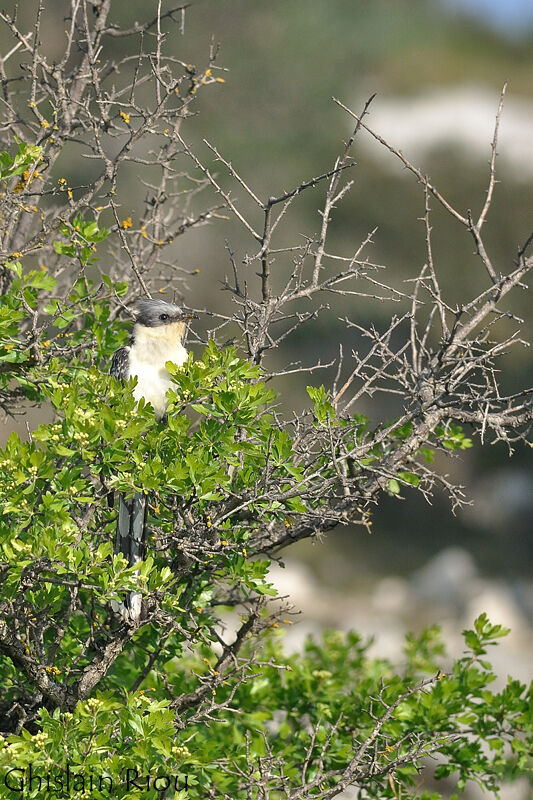 Great Spotted Cuckoo