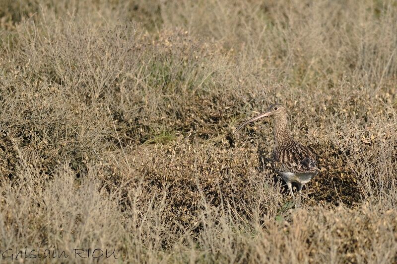 Eurasian Curlew