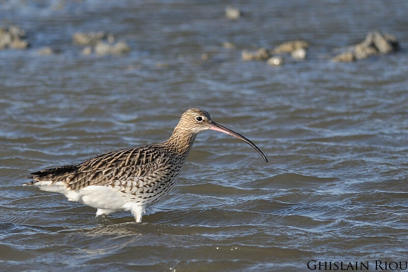 Eurasian Curlew