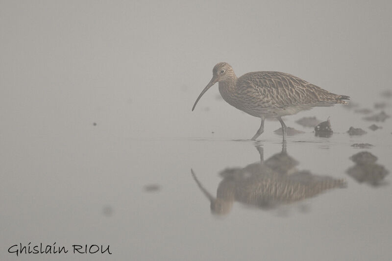 Eurasian Curlew