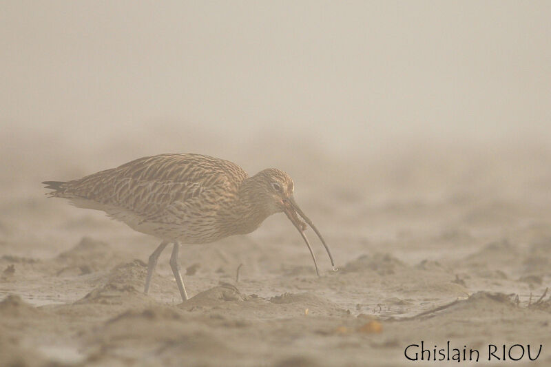 Eurasian Curlew