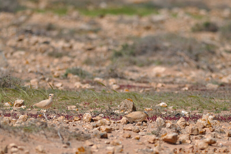 Cream-colored Courser