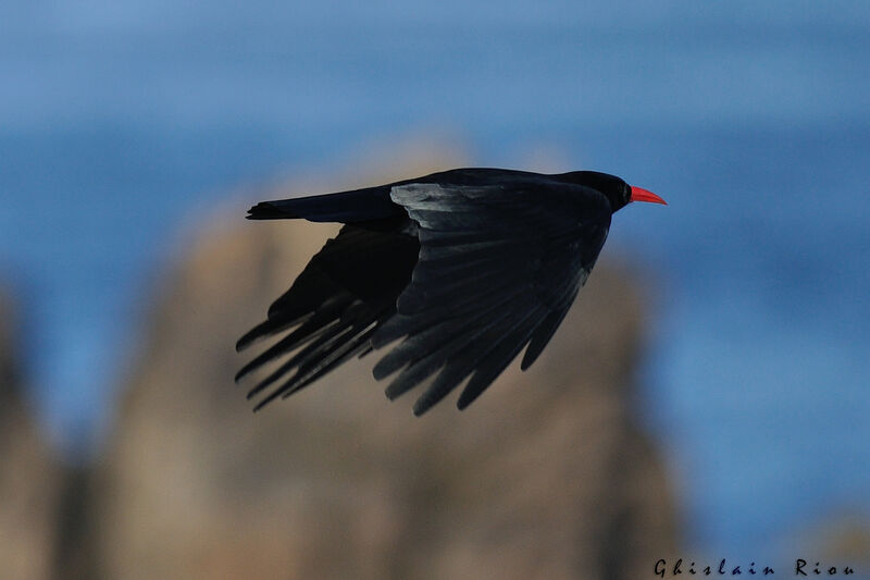 Red-billed Chough, Flight