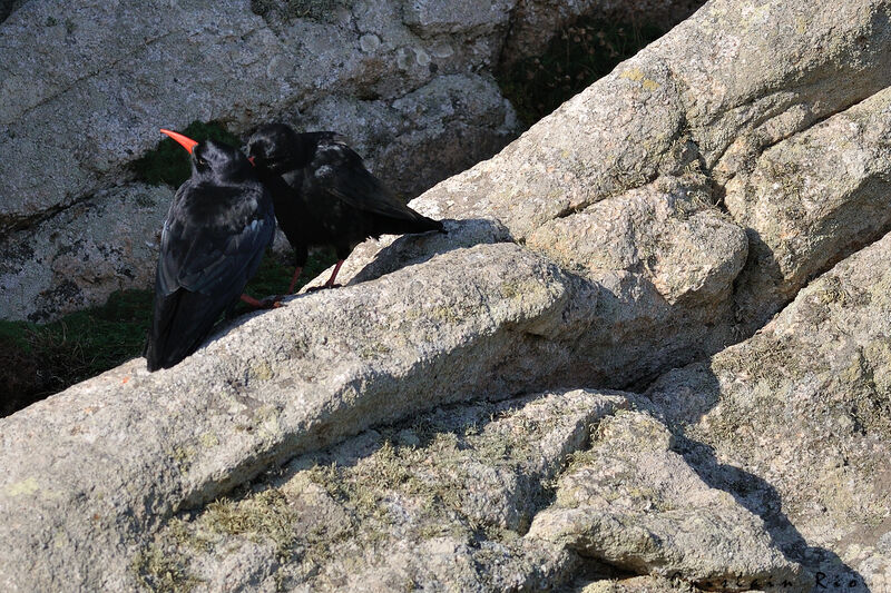 Red-billed Choughadult