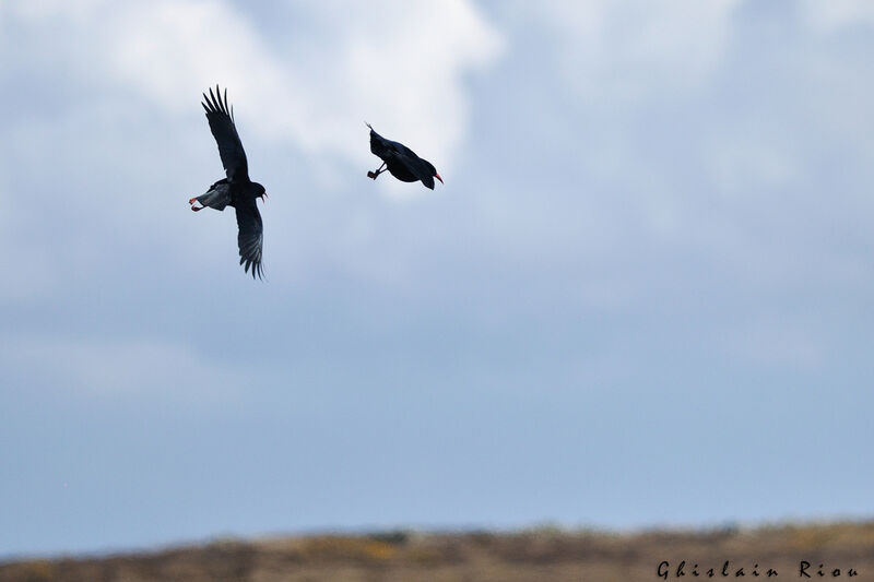 Red-billed Chough