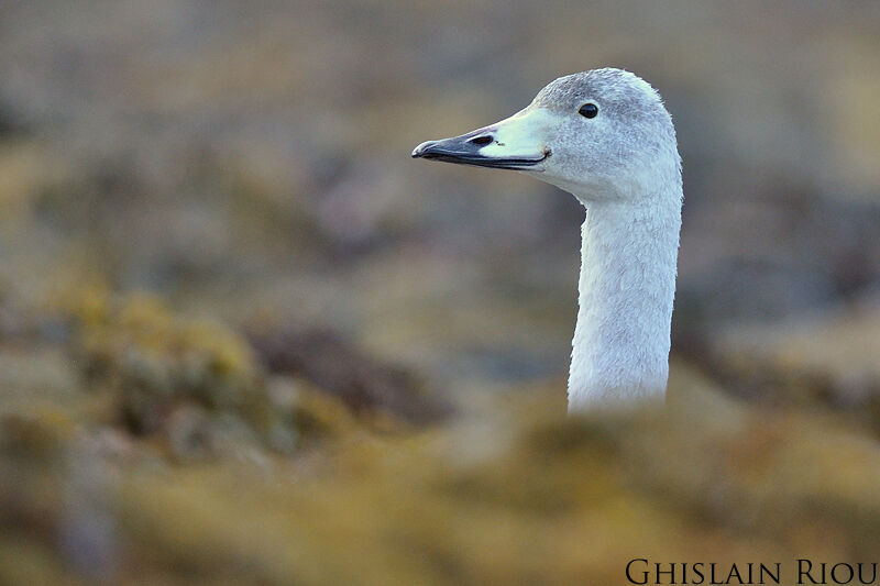 Cygne chanteur1ère année