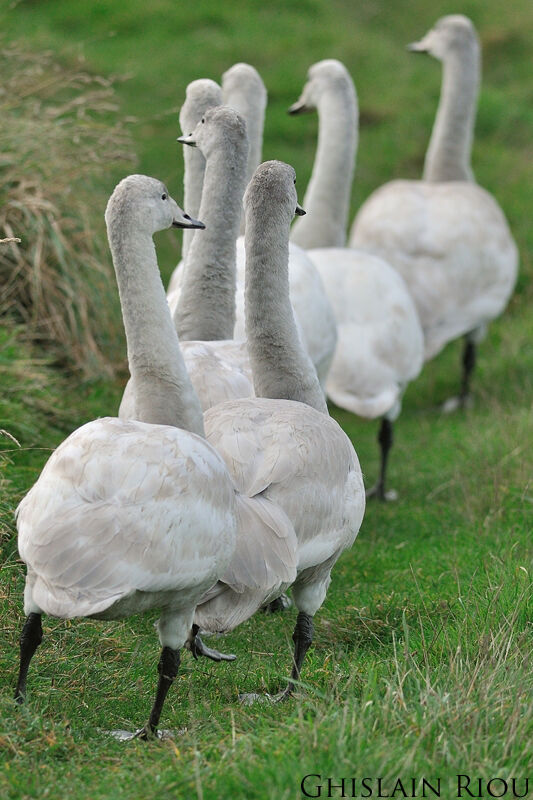 Cygne chanteur1ère année