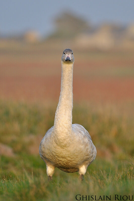 Cygne chanteur1ère année