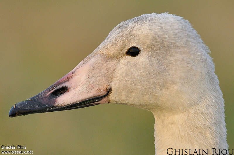 Cygne chanteur1ère année, portrait