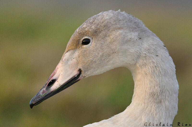 Whooper SwanFirst year