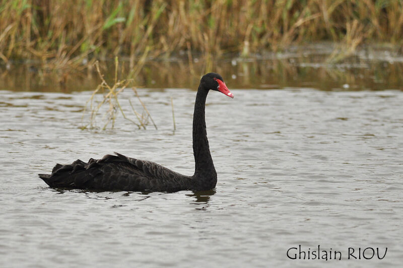 Cygne noir