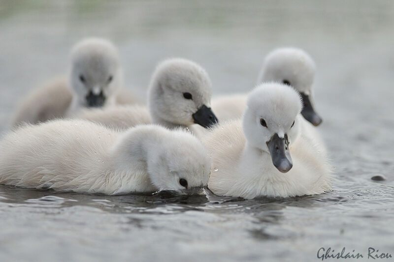 Mute SwanPoussin