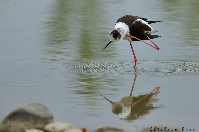 Black-winged Stiltadult breeding