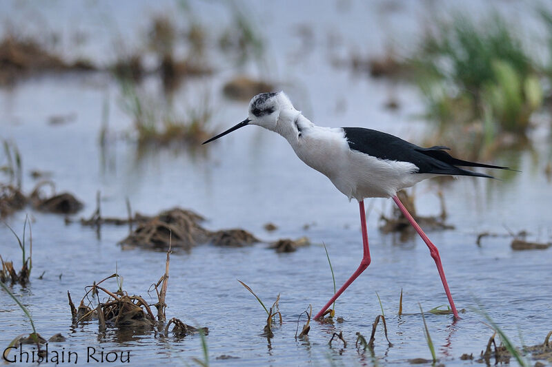 Black-winged Stilt male