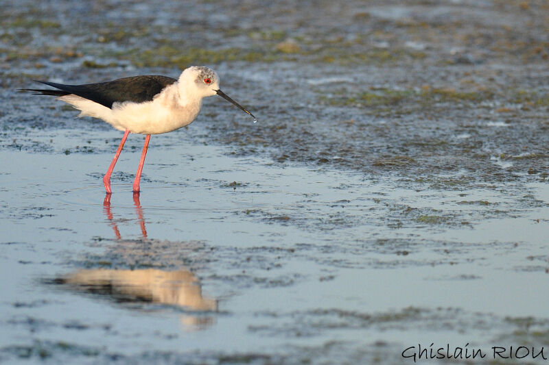 Black-winged Stilt