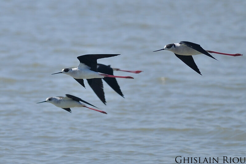 Black-winged Stilt