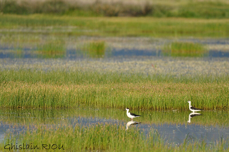 Black-winged Stilt