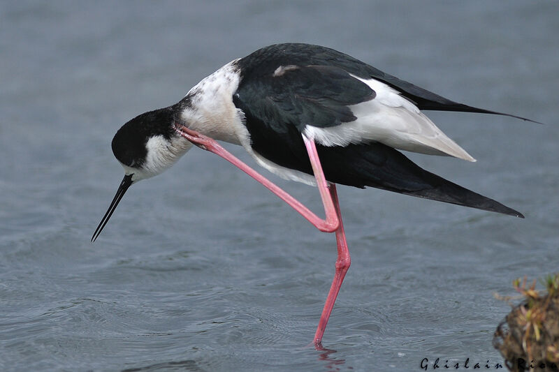 Black-winged Stilt male