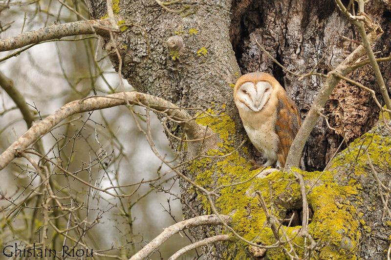 Western Barn Owl