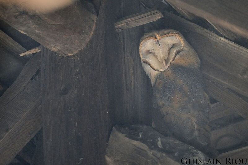 Western Barn Owl