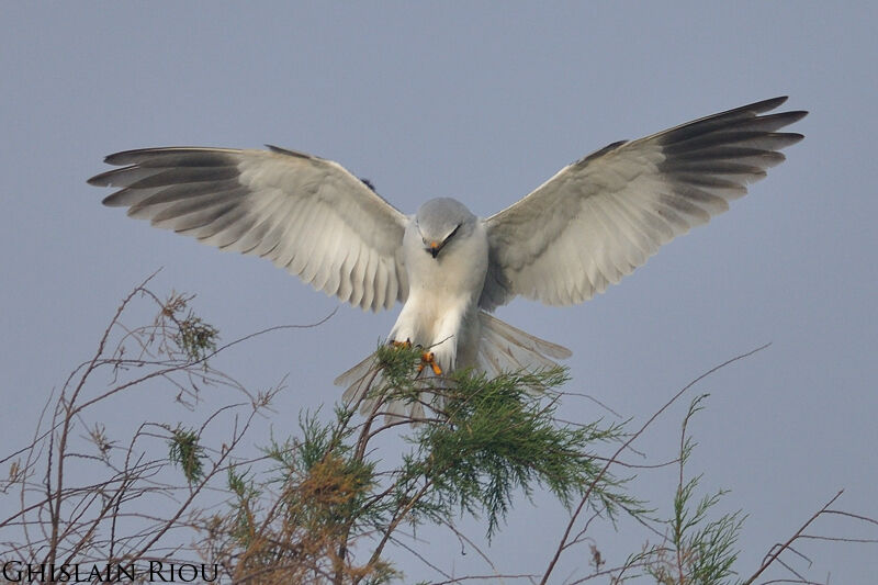 Black-winged Kite